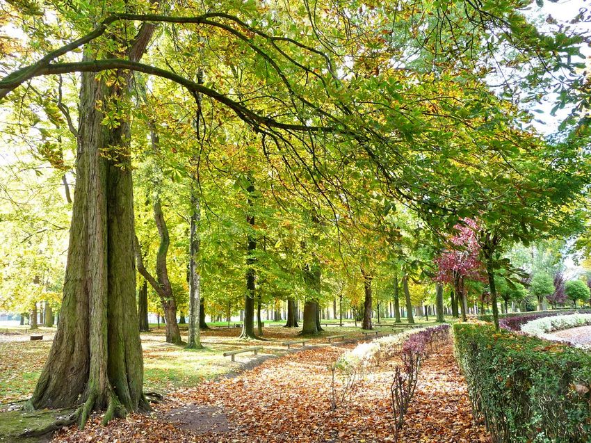 Jardin Automne 2012 p1010755