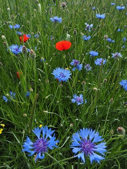 Bleuet des champs